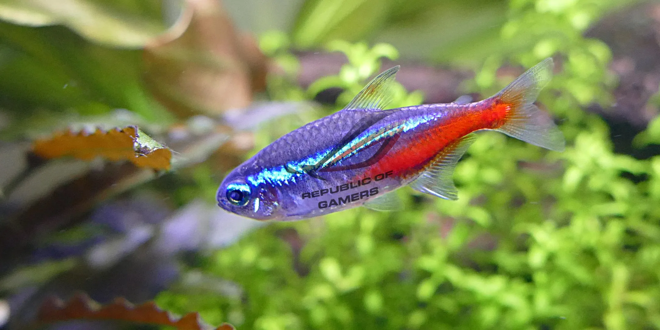 Cá Neon Tetra phát sáng với logo Republic of Gamers, đại diện cho ý tưởng cá cảnh &quot;gamer hóa&quot; với màu sắc rực rỡ và dễ chăm sóc, phù hợp với không gian giải trí của game thủ.